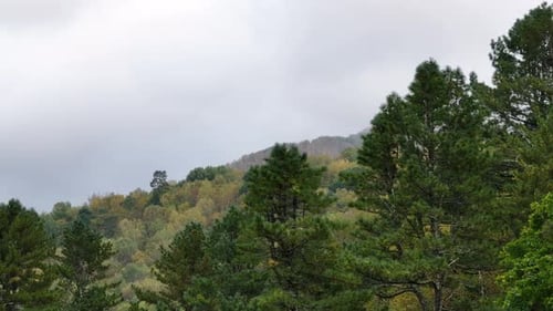 Groupe d'arbres à proximité