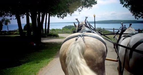 Horses Pulling Carriage Down Island Road Adventure