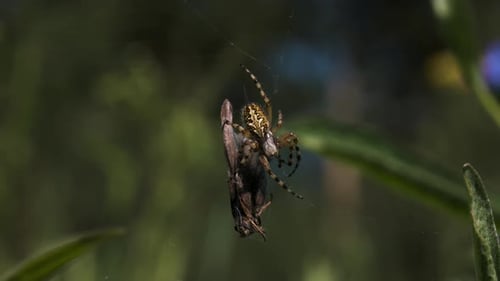Closeup of Spider Eating Fly
