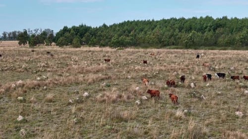 Schwarze und braune Kühe durchqueren in dieser niedrigen Drohnenaufnahme ein trockenes, steiniges Feld vor einem dichten Wald