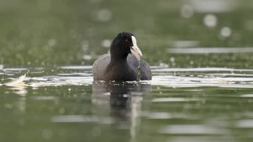 Adult Australian Coot feeding on water plants in a pond in slow motion