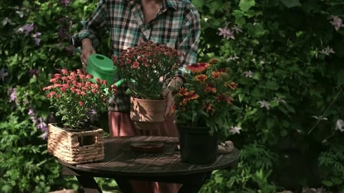 Woman Watering Potted Flowering Plants in Summer Garden