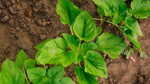 Sunflower Grows on the Field Selective Focus