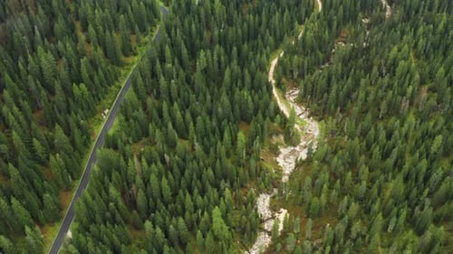 Snake Road Winds Across Coniferous Forest of Alpine Mountain
