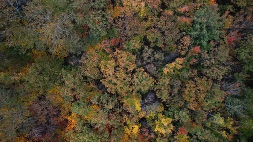 Aerial TopDown View Of Autumn Forest Painted In Orange Hues