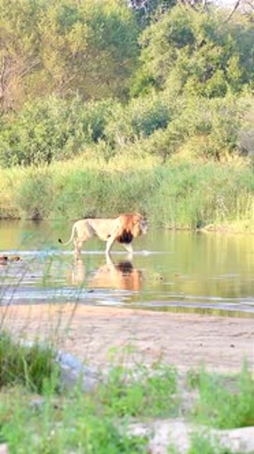 Male Lion Crossing River in the Wild