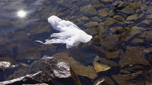 White plastic bag floating in clear water on Norway fjord coast. Pollution.