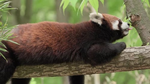 Lazy Red Panda Lying On A Tree Branch While Eating Bark And Leaves. Close-up Shot