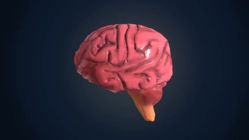 3D Human Brain Anatomical Rotation Animation