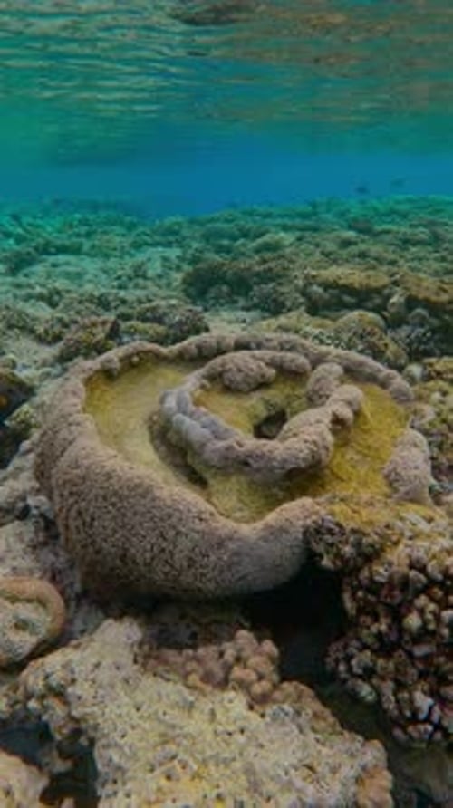 Close-up of unusual coral structure formed on flat-top on shallow coral reef