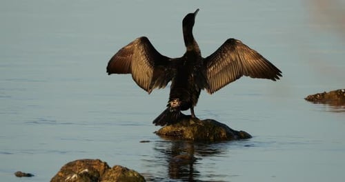 Große Kormorane in der Camargue, Frankreich.