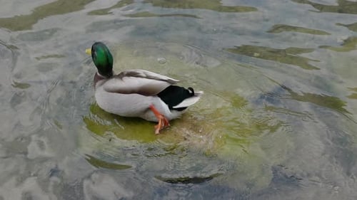 Mallard Lake Slow-Motion