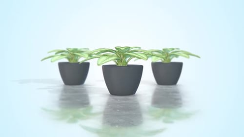Modern Animation of Three Potted Plants Growing