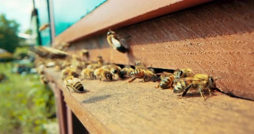 Close Up Shot Slowmoting Selective Focus on Beehievs Busy Bees Working Collecting Pollen Working