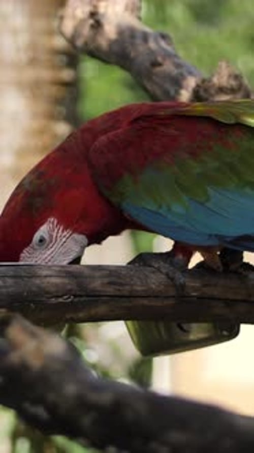 Vertical d'un perroquet ara rouge bleu-vert sur une branche dans une réserve de l'île de Bali