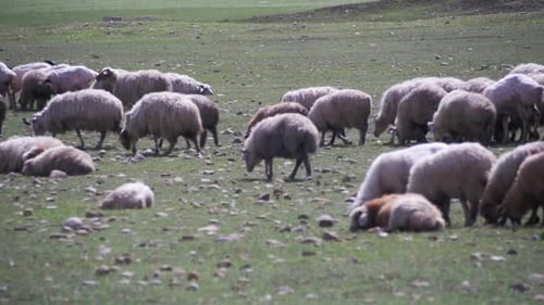 Herd of Sheep Grazing in the Field Against the Backdrop of the Mountains Slow Motion