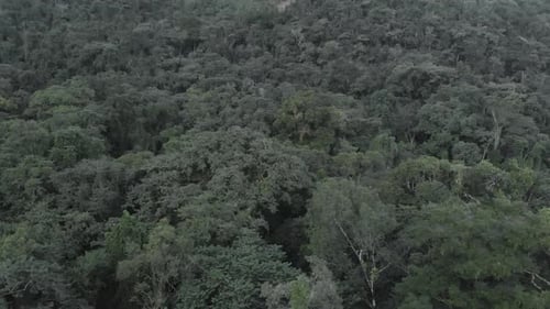 close look on dense rainforest