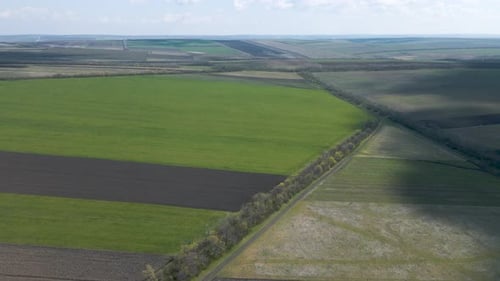 Aerial Top View of an Agriculture Field Wheat in Countryside on a Spring Day