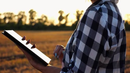 Female Agronomist Using Digital Tablet at Wheat Meadow at Dusk Farmer Monitoring Harvest at Barley