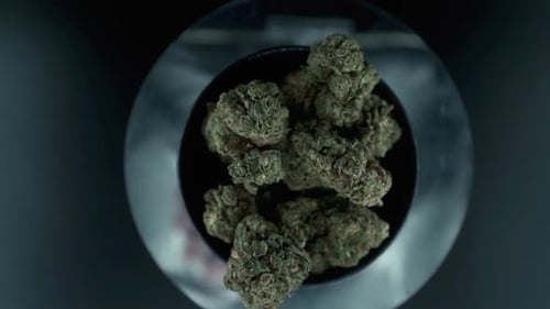 Grayish Green Dried Marijuana Buds view from above, pile of dried marijuana plants in a shiny bowl,