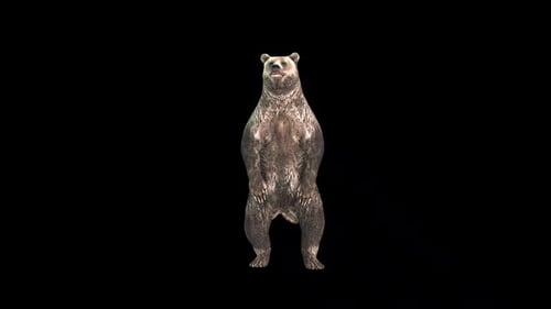 Bear Hind