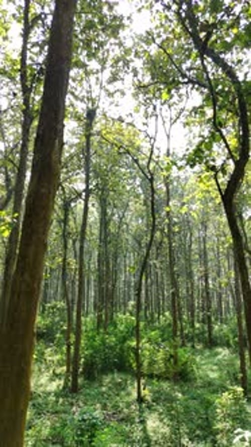 Plan moyen d'un arbre de la forêt avec une éruption solaire