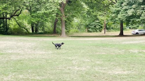 One dog running alone in dog park on the grass