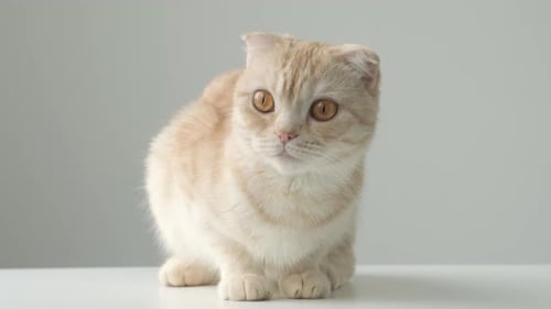 Elegant Peach Scottish Fold Cat Sitting Indoors