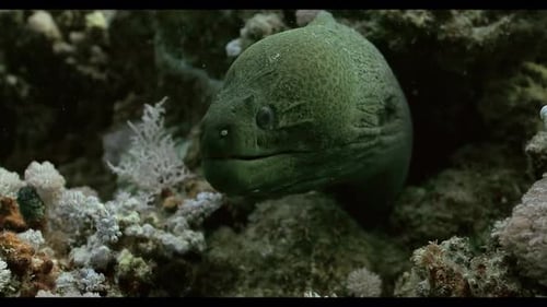 Green Moray Eel Resting Among Coral Reef