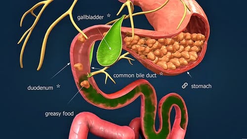 Functions Of Gall Bladder