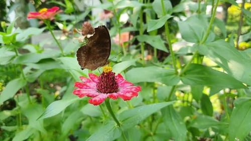 Brauner Schmetterling, der nach dem Füttern von der rosa Blüte wegfliegt. 133
