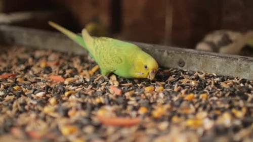 Small Green Wavy Parrot Eats Millet and Seed Closeup Pet Birds