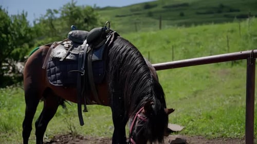 CloseUp of Saddled Horse in Field Detailed View of a Saddled Horse's Head and Mane in a Field