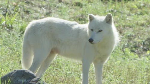 Wolves in Canadian Boreal Forest