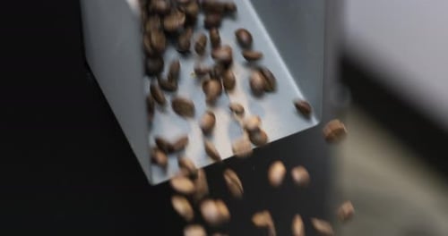Roasted Coffee Beans Spill Out of a Discharging Flap Cooler a Production Coffee Beans Roasting