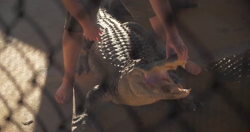 Everglades Alligator Wrestle in Slow Motion