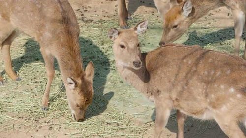 Group of Sika Deer eating hay scattered on ground, slow motion top down view.