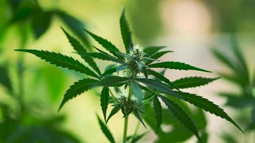 Scenic Cannabis Marijuana plant close up.THC flower leaf, green buds moving in the wind. Legalizatio