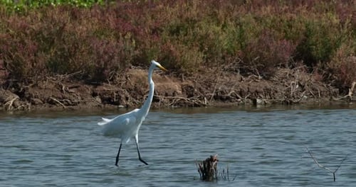 Seen moving towards the right looking for food to eat, Intermediate Egret Ardea intermedia, Thailand