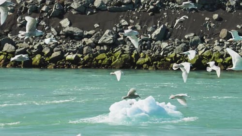 Flock Of Seagulls Flying Over Sea
