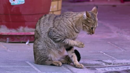 Tabby Street Cat schaut scharf in die Kamera, nachdem sie sich die Füße geleckt hat