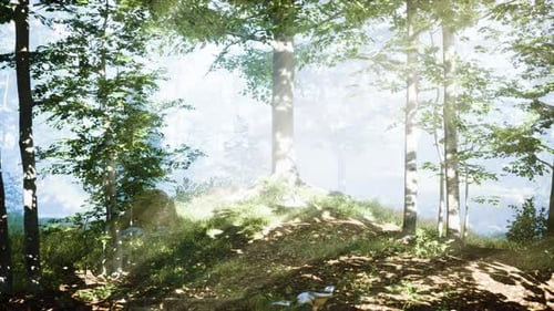 Paysage de forêt d'automne sombre et magique avec des rayons de lumière chaude