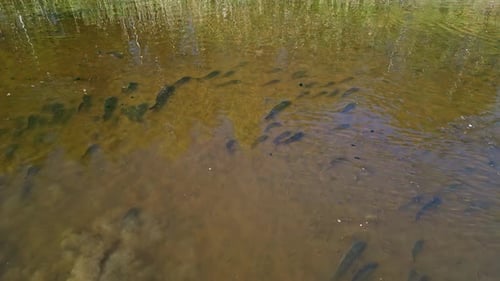 Fish swim in a shallow, clear river surrounded by lush trees and natural reflections