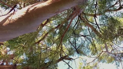 The trunk of a large gumtree