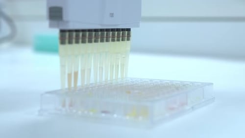 Pipette Filling Wells of Clear Well Plate