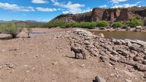 Aerial view of donkey near Lake Pleasant, United States.
