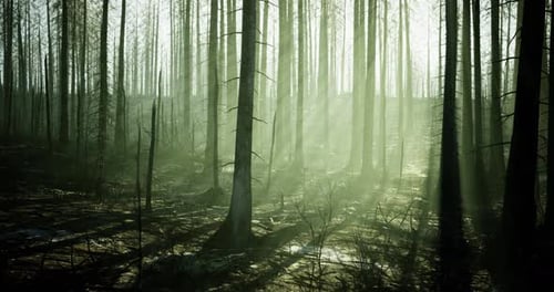 Forest Landscape After Wildfire Showing Trees and Misty Light in the Morning