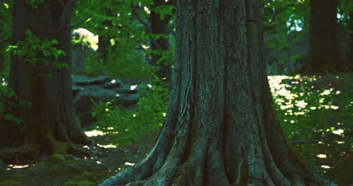 Majestic Tree Standing Tall Amidst Lush Greenery in Peaceful Forest