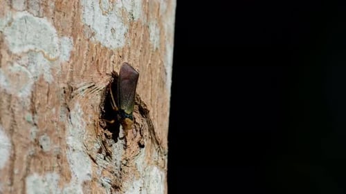 Exotic Insect Resting on Side of a Tree