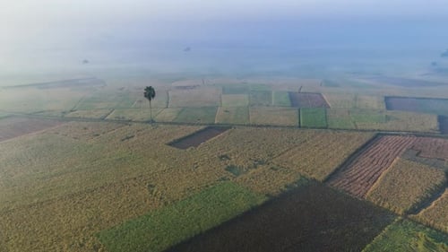 Aerial view of agricultural fields, Bangladesh.